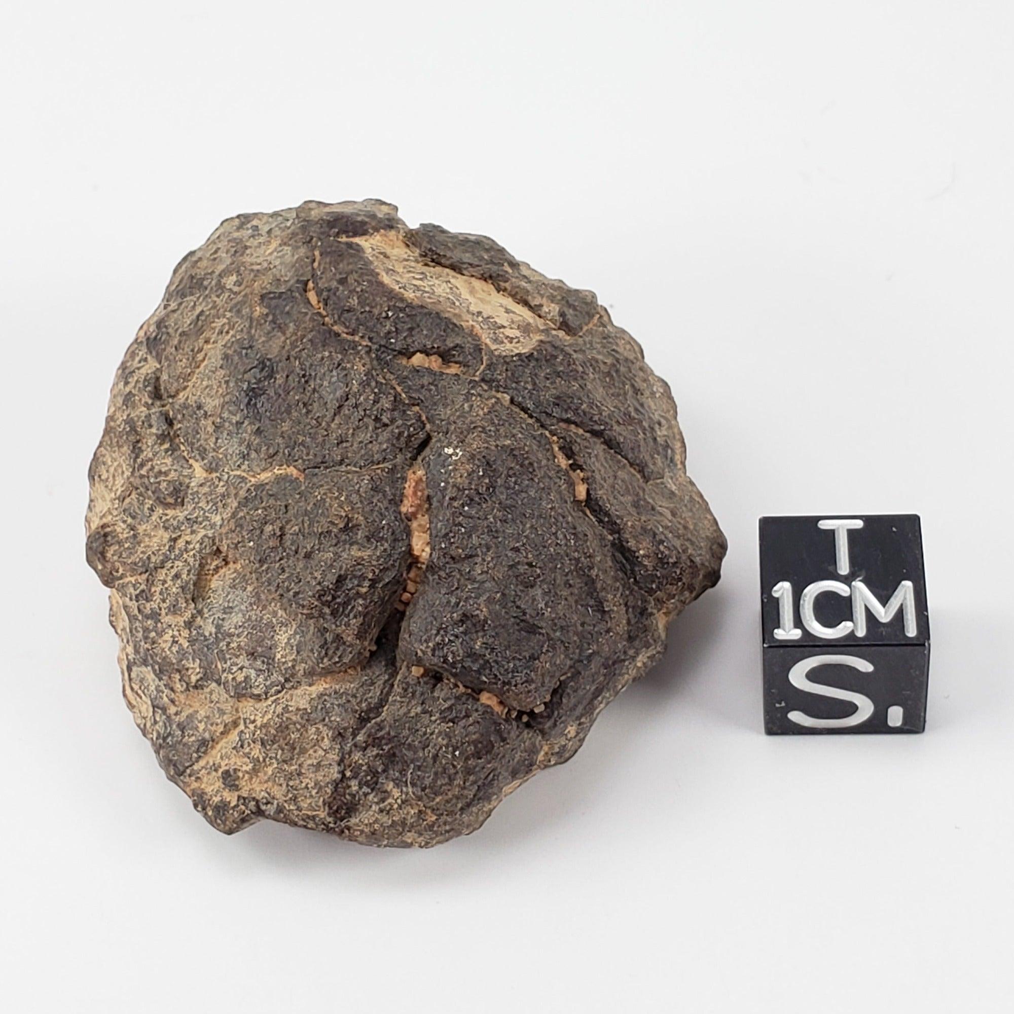 NWA 2965 Meteorite | 50.46 Grams | Individual | EL-Melt Rock | Fossil