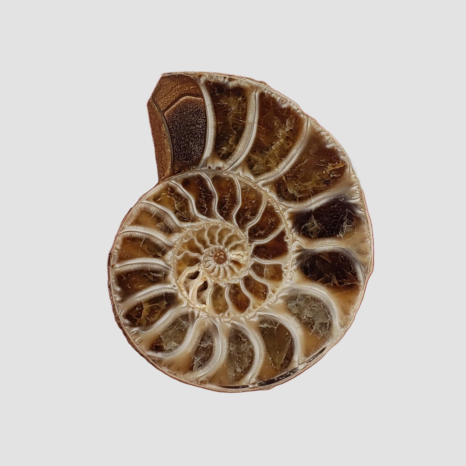 Paire de fossiles d'ammonite | Moitiés assorties polies | 38x29mm