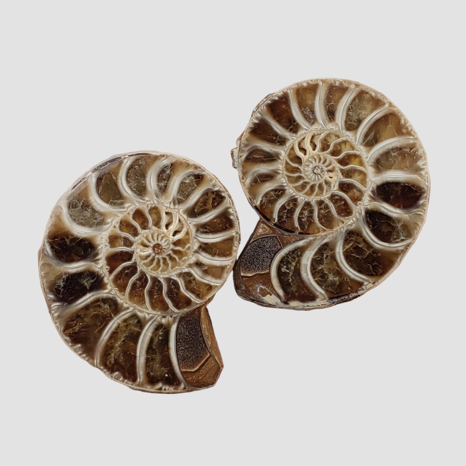 Paire de fossiles d'ammonite | Moitiés assorties polies | 38x29mm