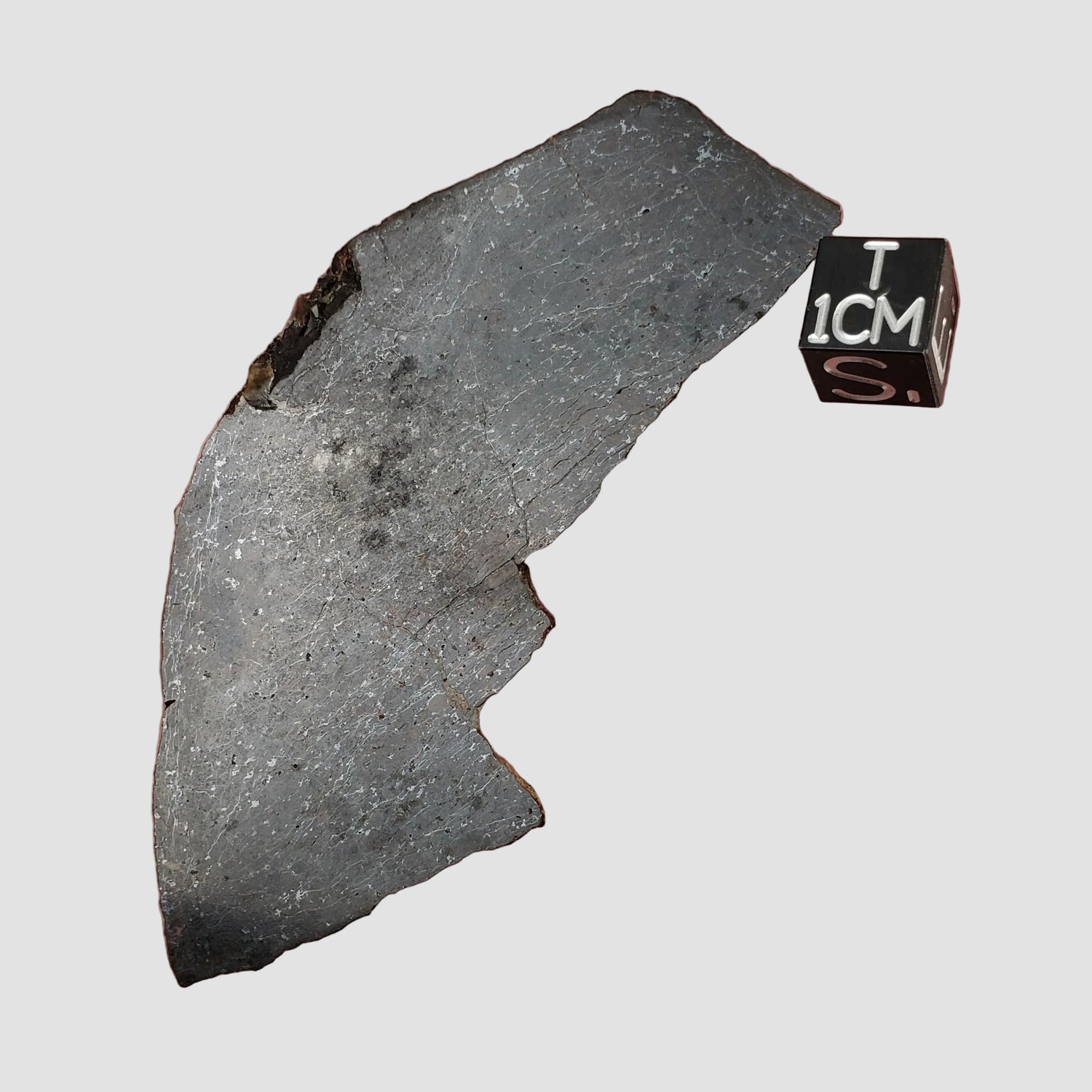 Dhofar 273 Meteorite | 25.4 Grams | Slice | L5 Chondrite | Sahara