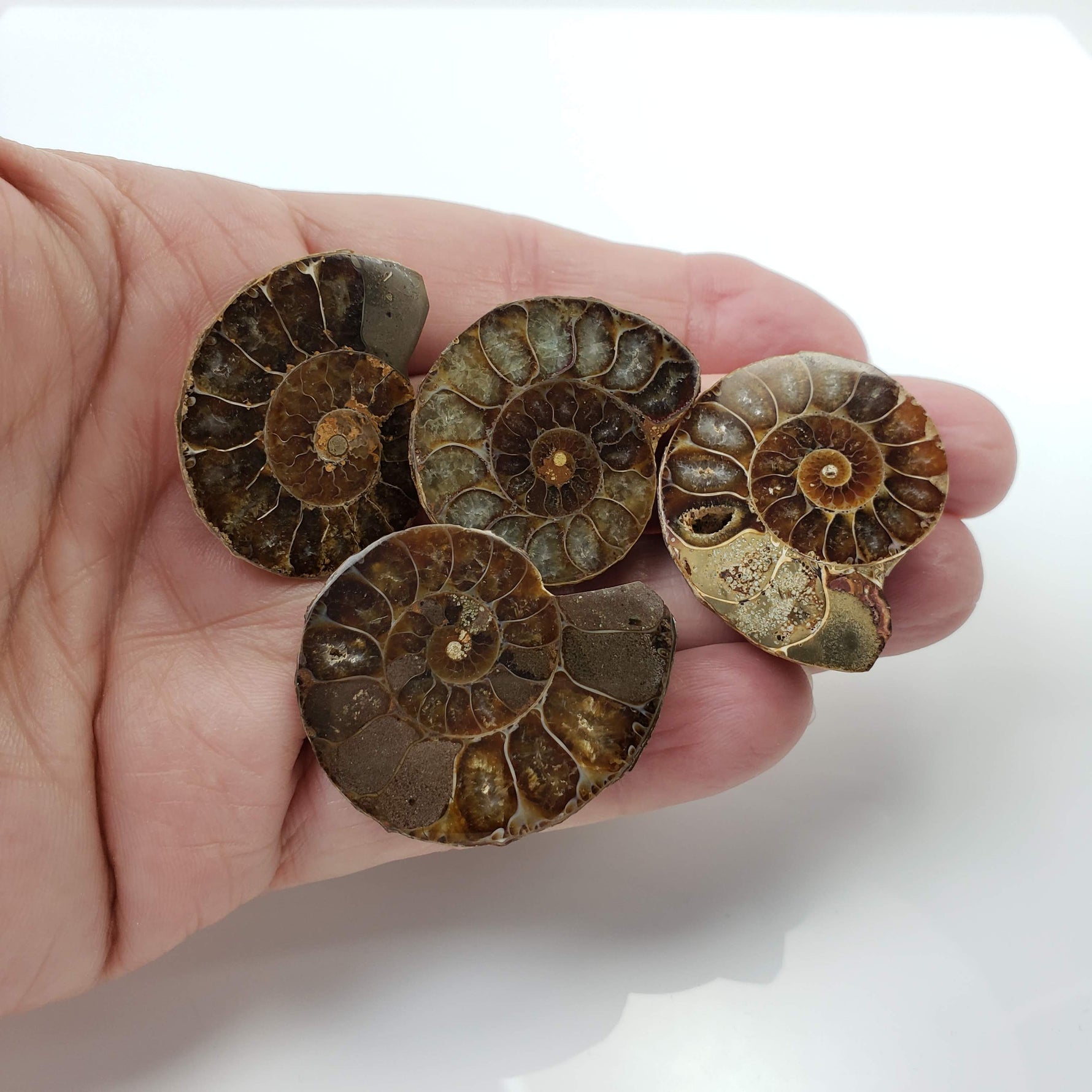  Ammonite Fossil | Polished Half 2