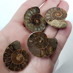  Ammonite Fossil | Polished Half 3