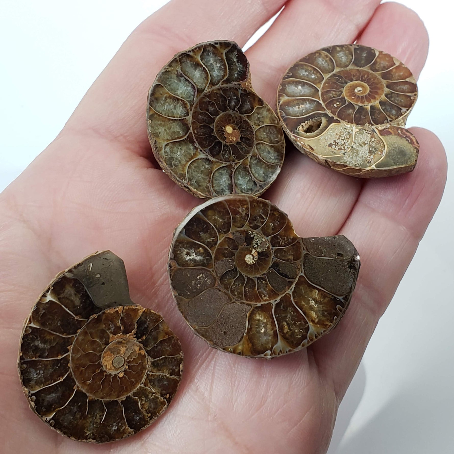  Ammonite Fossil | Polished Half 3