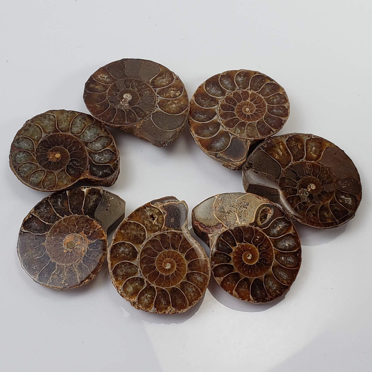  Ammonite Fossil | Polished Half 1
