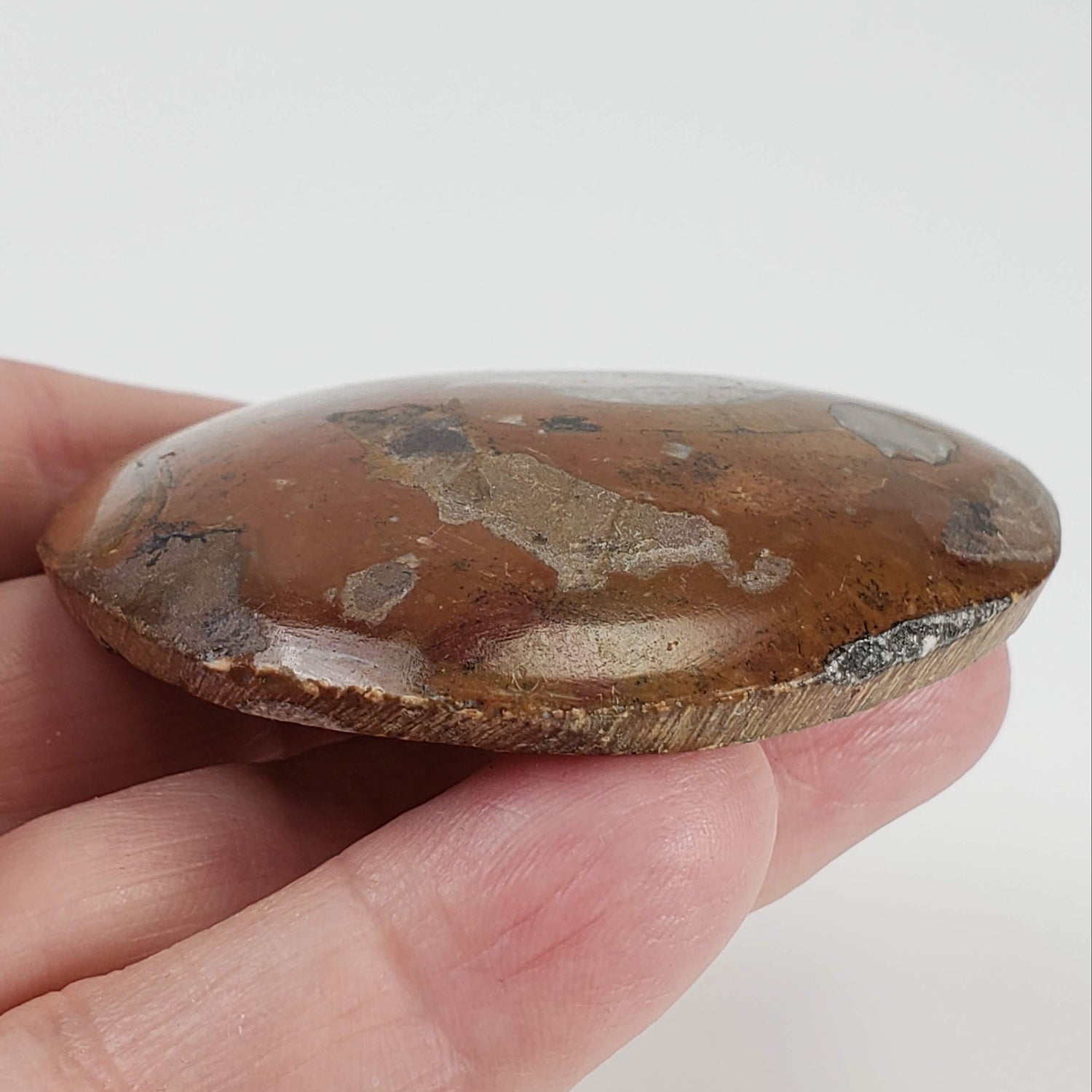  Fossilized Ammonite in Polished Marble | Morocco 1