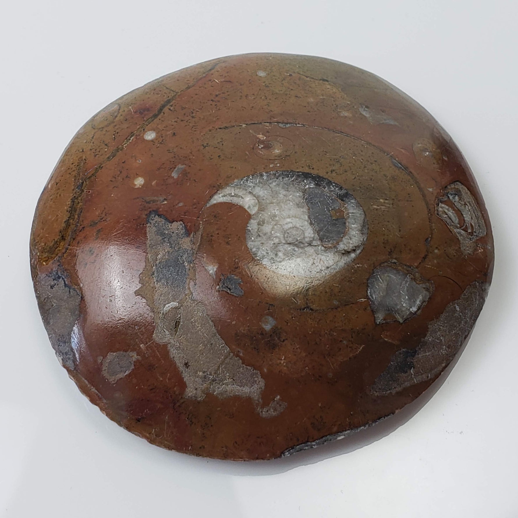  Fossilized Ammonite in Polished Marble | Morocco 2