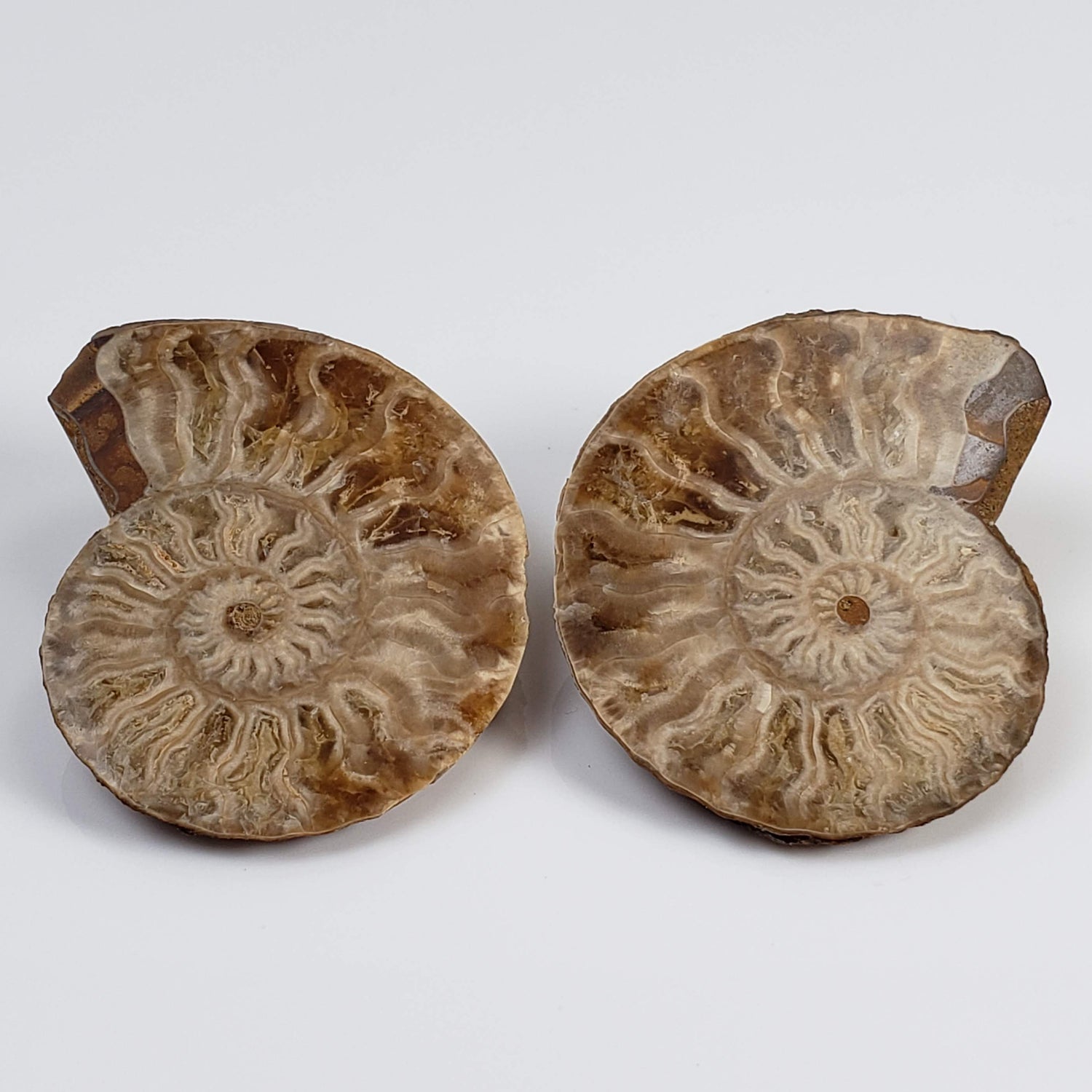 Ammonite Fossil Pair | Polished Matching Halves | 38x30mm