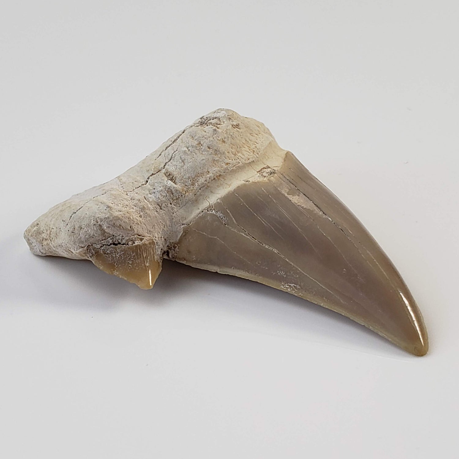 Otodus Shark Tooth | Fossil | Eocene | Morocco