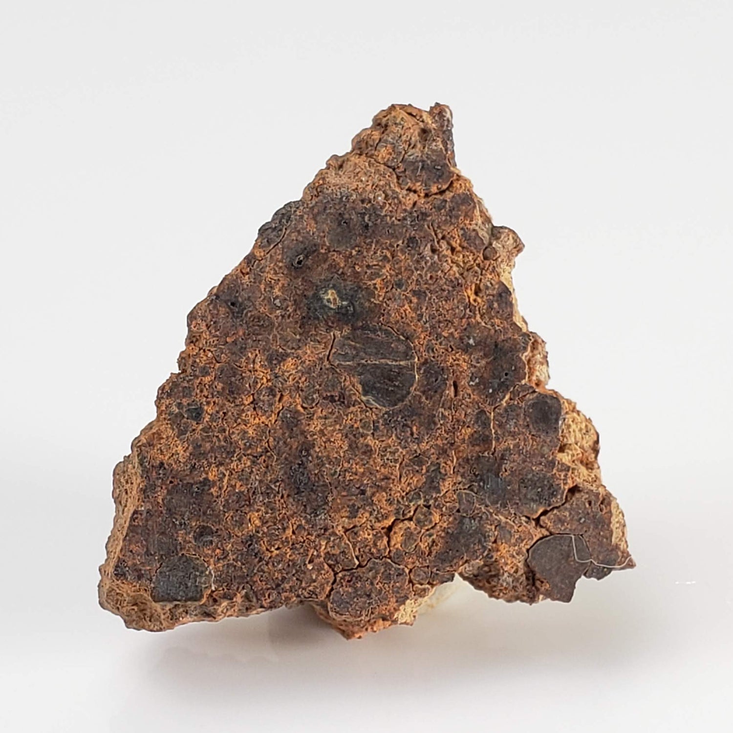 NWA 2849 Meteorite | 5.5 grams | Part Slice | L4 | Low TKW