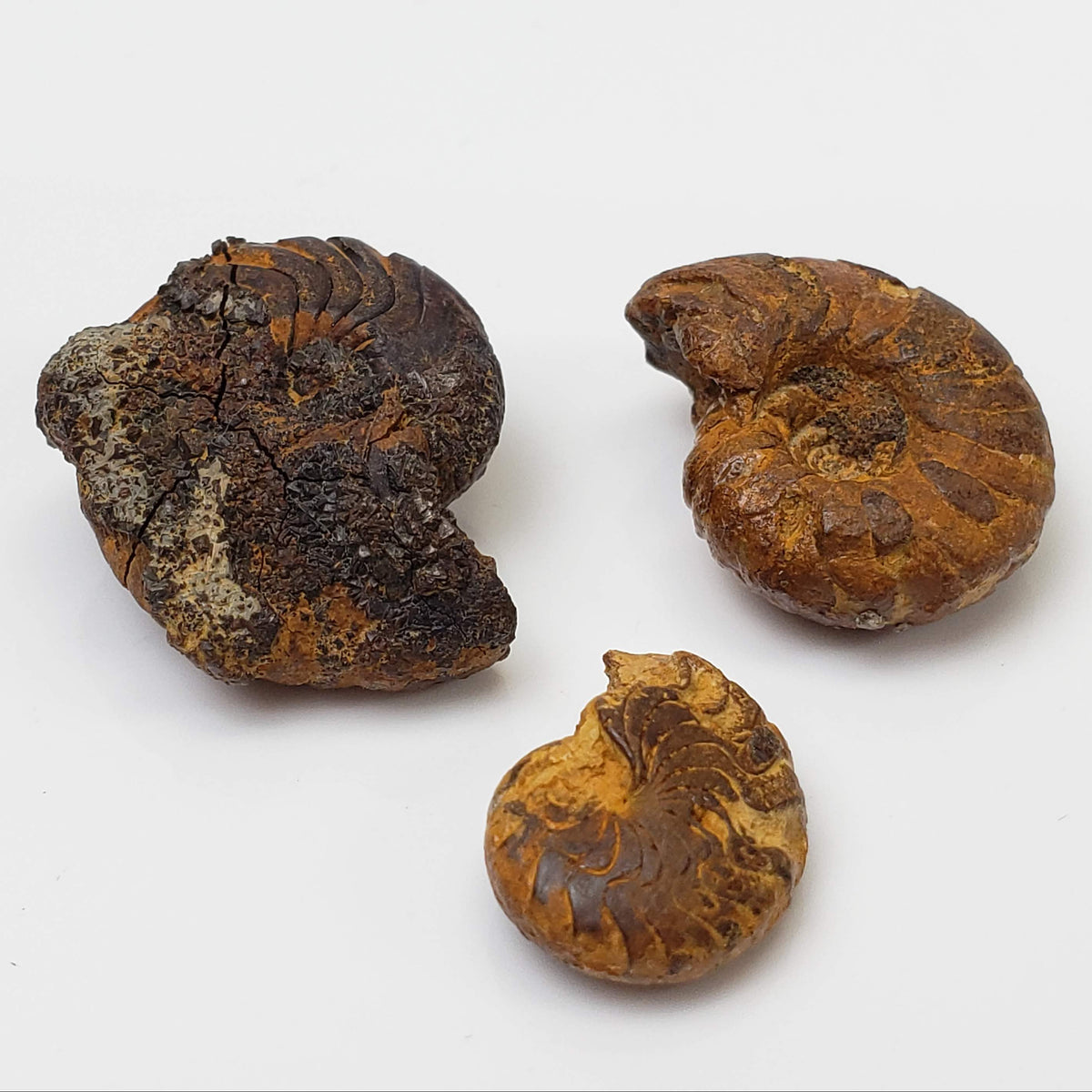 Goniatite Fossils | Natural Fossilized | Set of 3 | Fammenian - Devonian | Kowala Formation, Poland