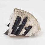  Aegirine on Microcline Crystal | 80.4 grams | Large Specimen | Poudrette Quarry, Mont-Saint-Hilaire, Canada 