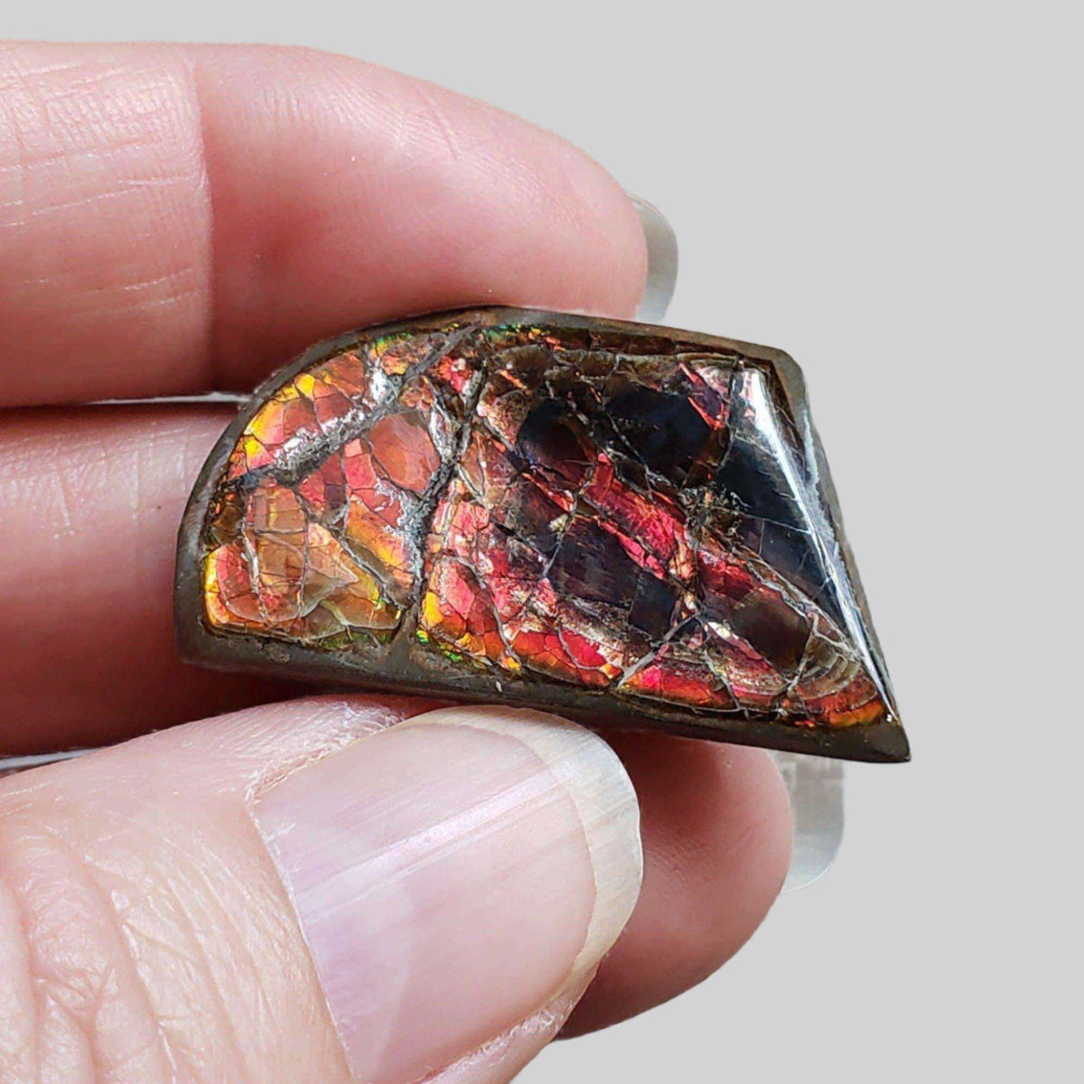  Ammolite Gem | Ammonite | Fancy Cabochon | 34x21mm 42.2ct | Canada 