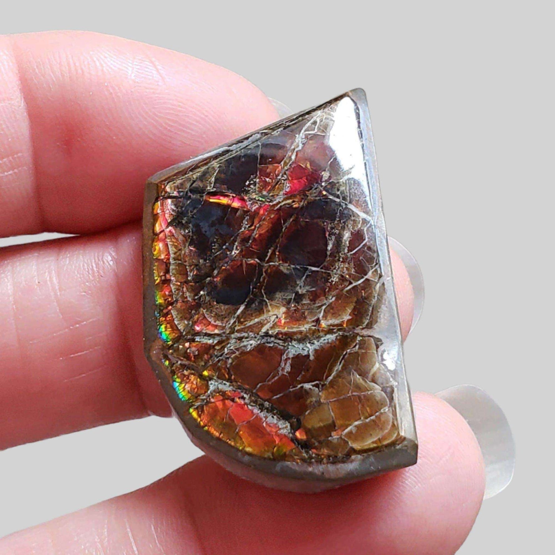  Ammolite Gem | Ammonite | Fancy Cabochon | 34x21mm 42.2ct | Canada 1