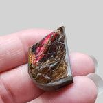  Ammolite Gem | Ammonite | Fancy Cabochon | 34x21mm 42.2ct | Canada 2