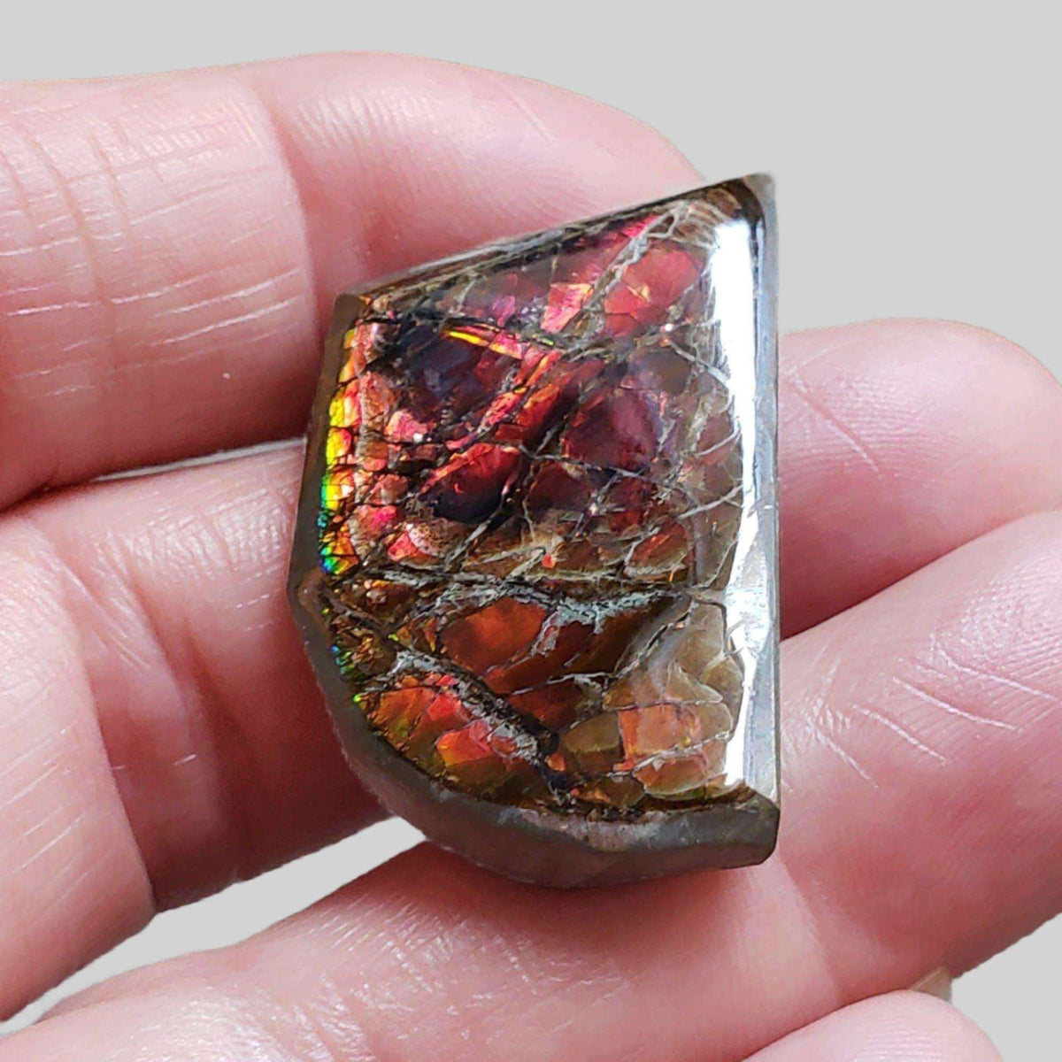  Ammolite Gem | Ammonite | Fancy Cabochon | 34x21mm 42.2ct | Canada 3