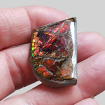  Ammolite Gem | Ammonite | Fancy Cabochon | 34x21mm 42.2ct | Canada 3