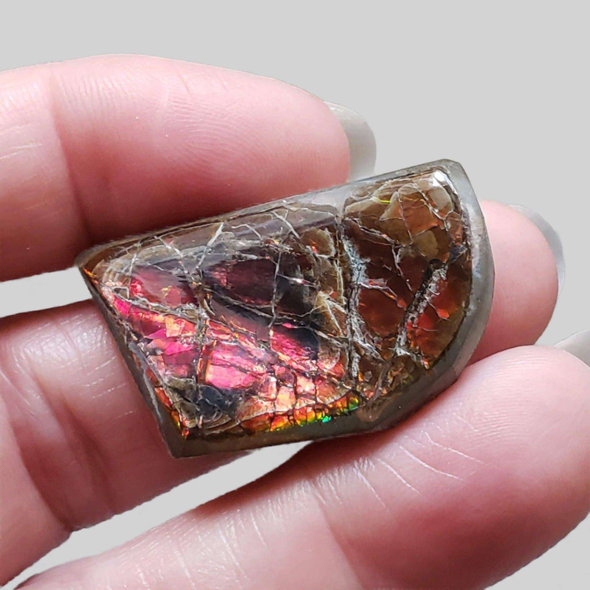  Ammolite Gem | Ammonite | Fancy Cabochon | 34x21mm 42.2ct | Canada 5