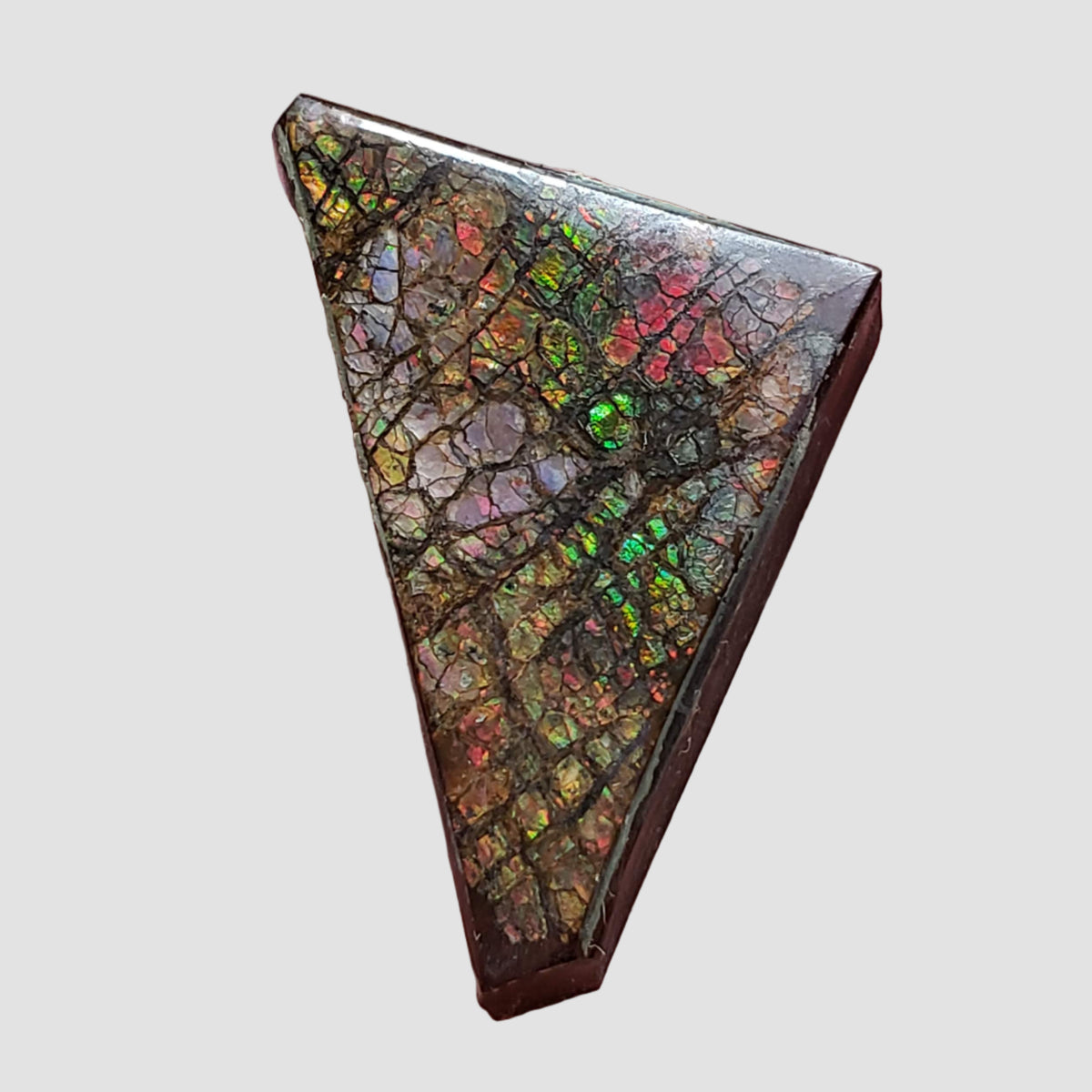  Ammolite Gem | Ammonite | Fancy Cabochon | 35.6x20.5mm 48.85ct | Canada 