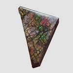  Ammolite Gem | Ammonite | Fancy Cabochon | 35.6x20.5mm 48.85ct | Canada 