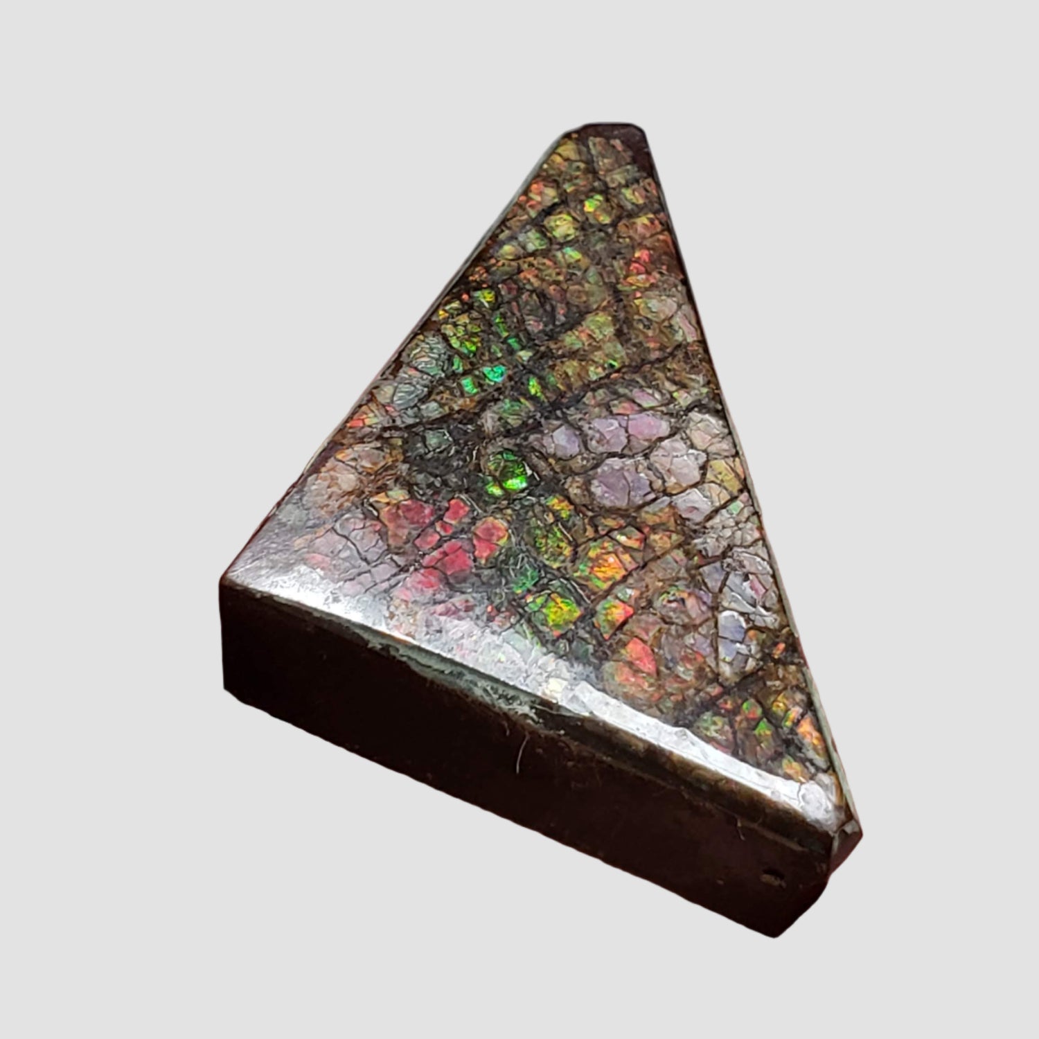  Ammolite Gem | Ammonite | Fancy Cabochon | 35.6x20.5mm 48.85ct | Canada 1