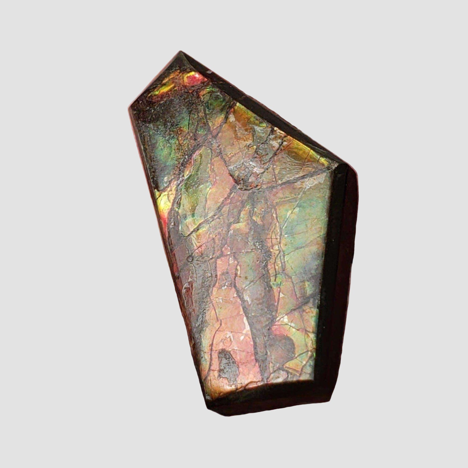  Ammolite Gem | Ammonite | Fancy Cabochon | 38x19mm 35ct | Canada 