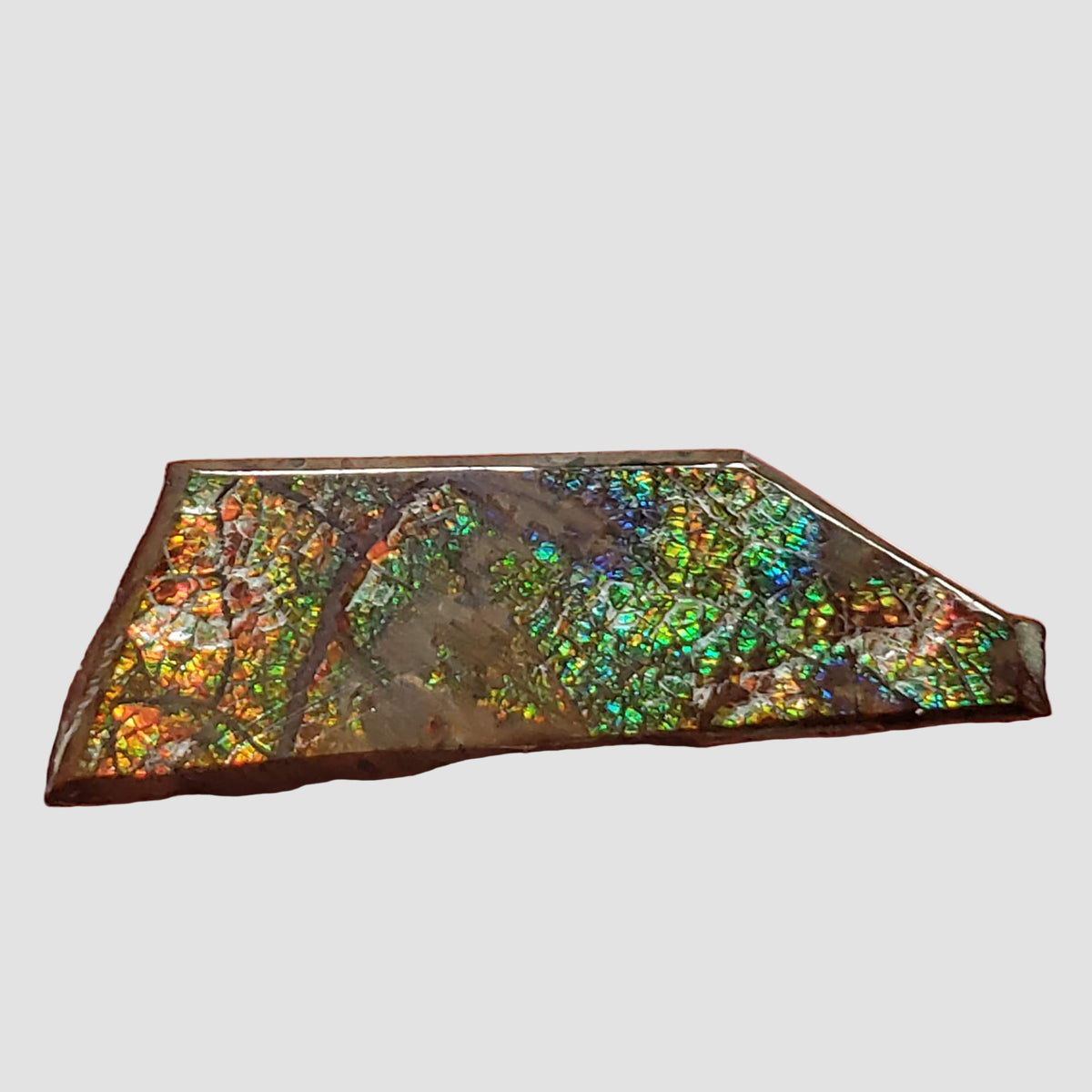  Ammolite Gem | Ammonite | Fancy Cabochon | 45.5x15mm 35.15ct | Canada 2