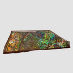  Ammolite Gem | Ammonite | Fancy Cabochon | 45.5x15mm 35.15ct | Canada 2