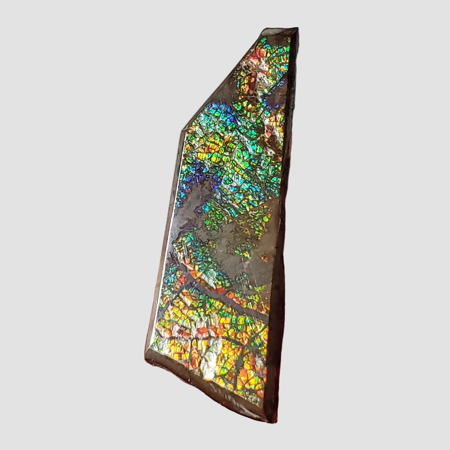  Ammolite Gem | Ammonite | Fancy Cabochon | 45.5x15mm 35.15ct | Canada 