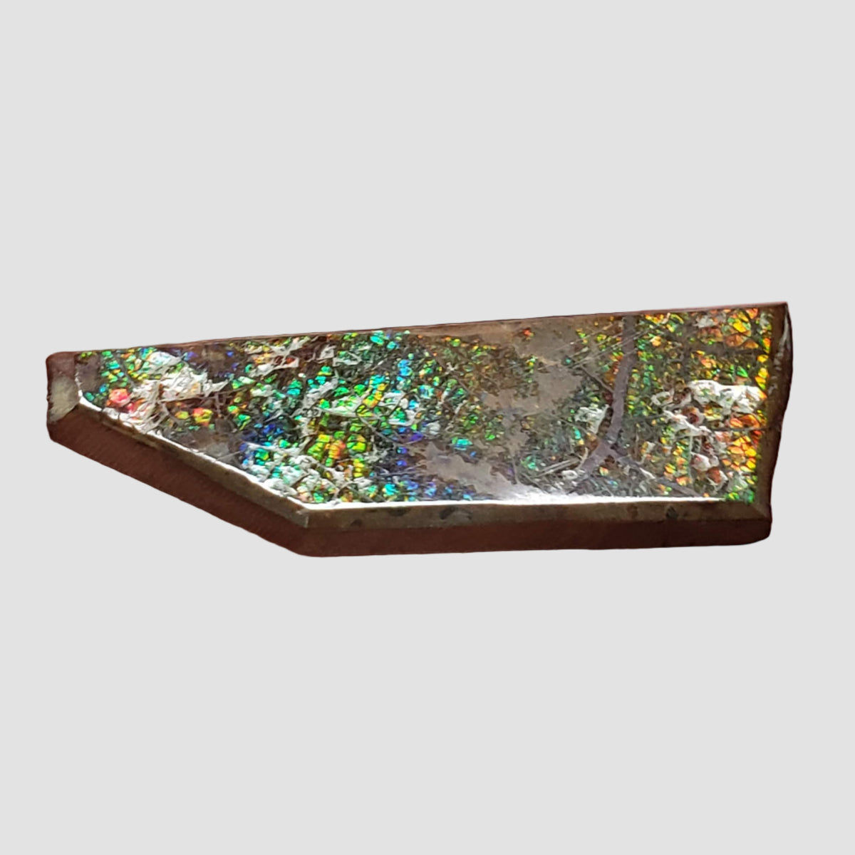  Ammolite Gem | Ammonite | Fancy Cabochon | 45.5x15mm 35.15ct | Canada 3