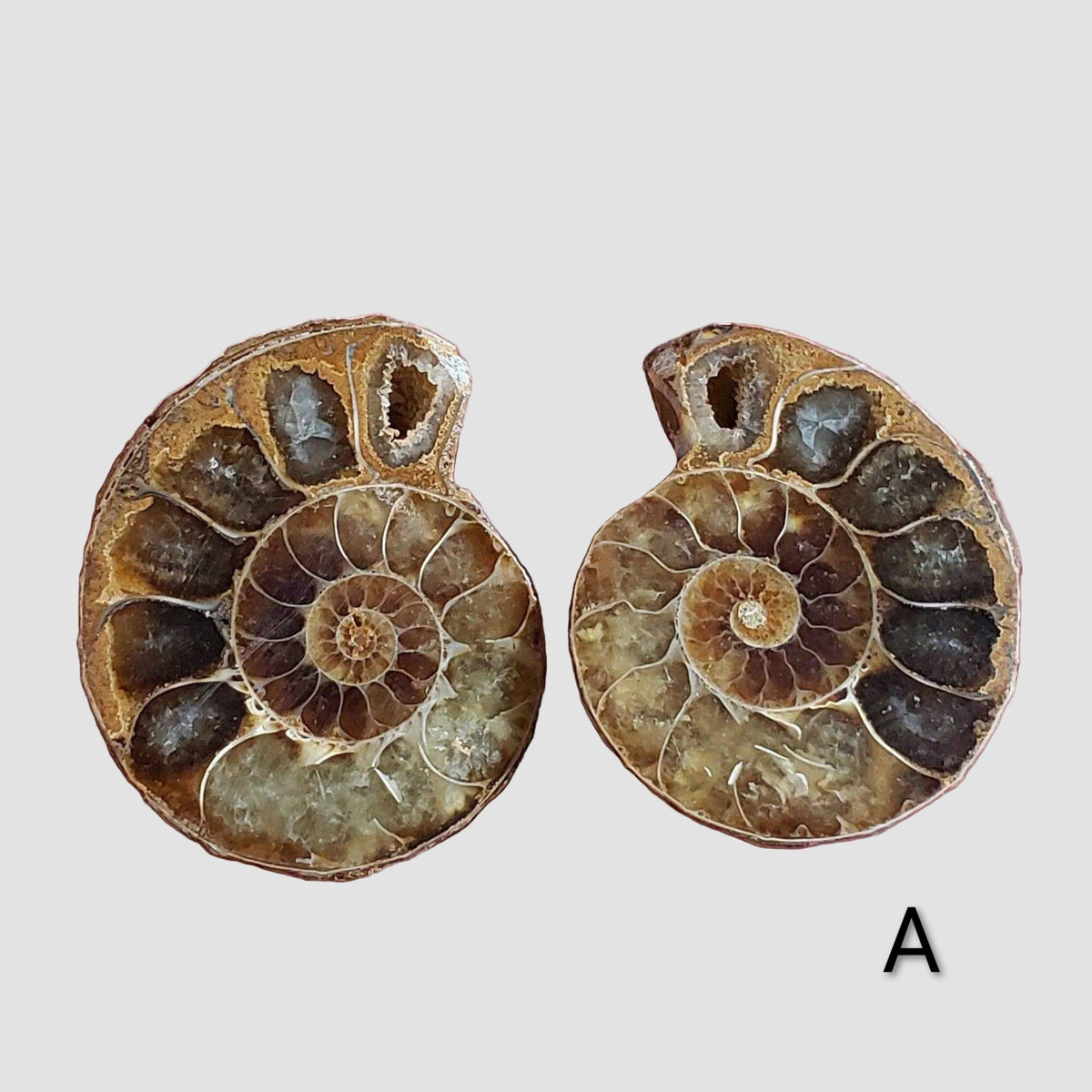Ammonite Fossil | 32-34 mm | Superb Polished | Premium Matching Halves