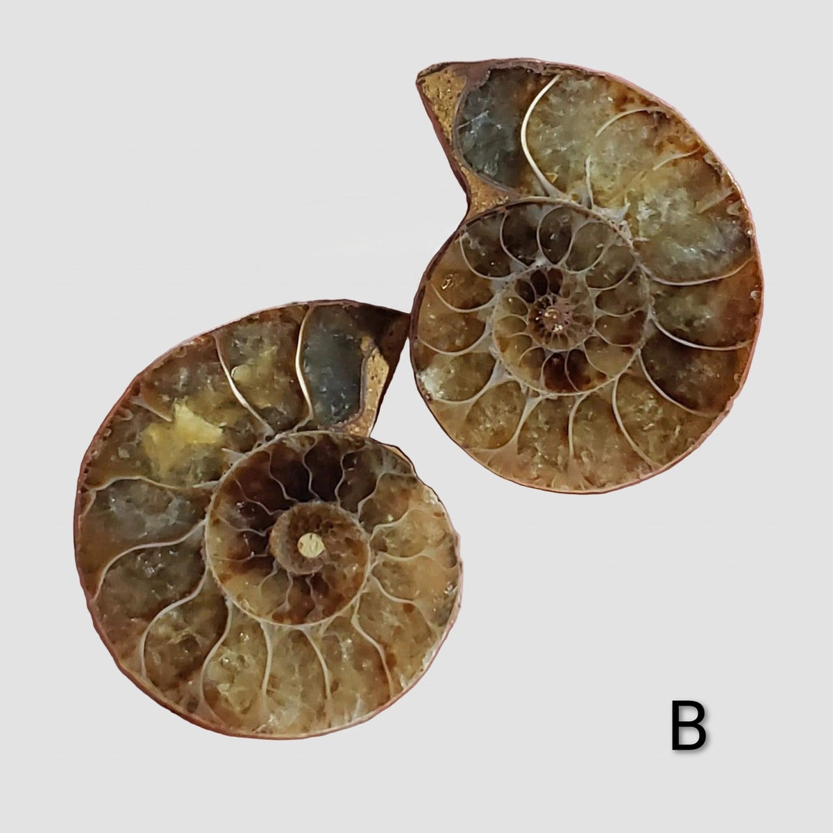 Ammonite Fossil | 32-34 mm | Superb Polished | Premium Matching Halves