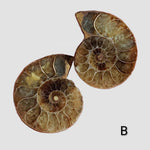 Ammonite Fossil | 32-34 mm | Superb Polished | Premium Matching Halves 1