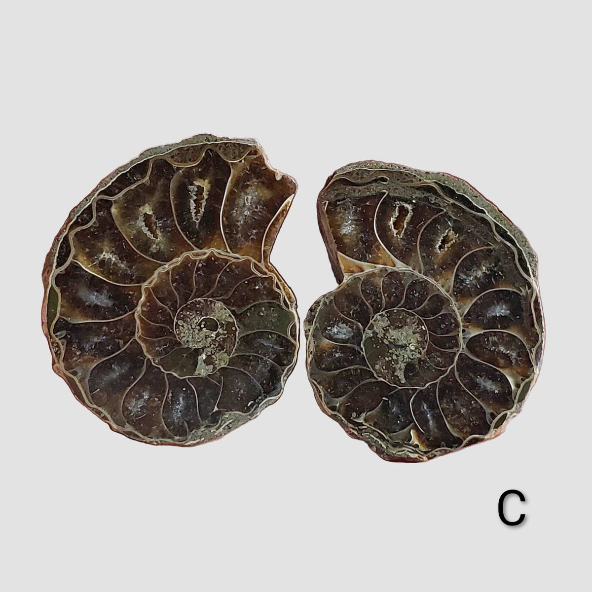Ammonite Fossil | 32-34 mm | Superb Polished | Premium Matching Halves 2