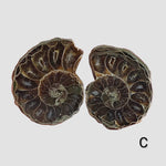 Ammonite Fossil | 32-34 mm | Superb Polished | Premium Matching Halves 2