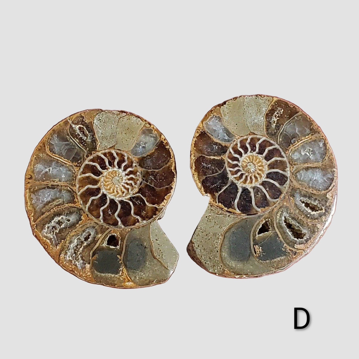 Ammonite Fossil | 32-34 mm | Superb Polished | Premium Matching Halves 3