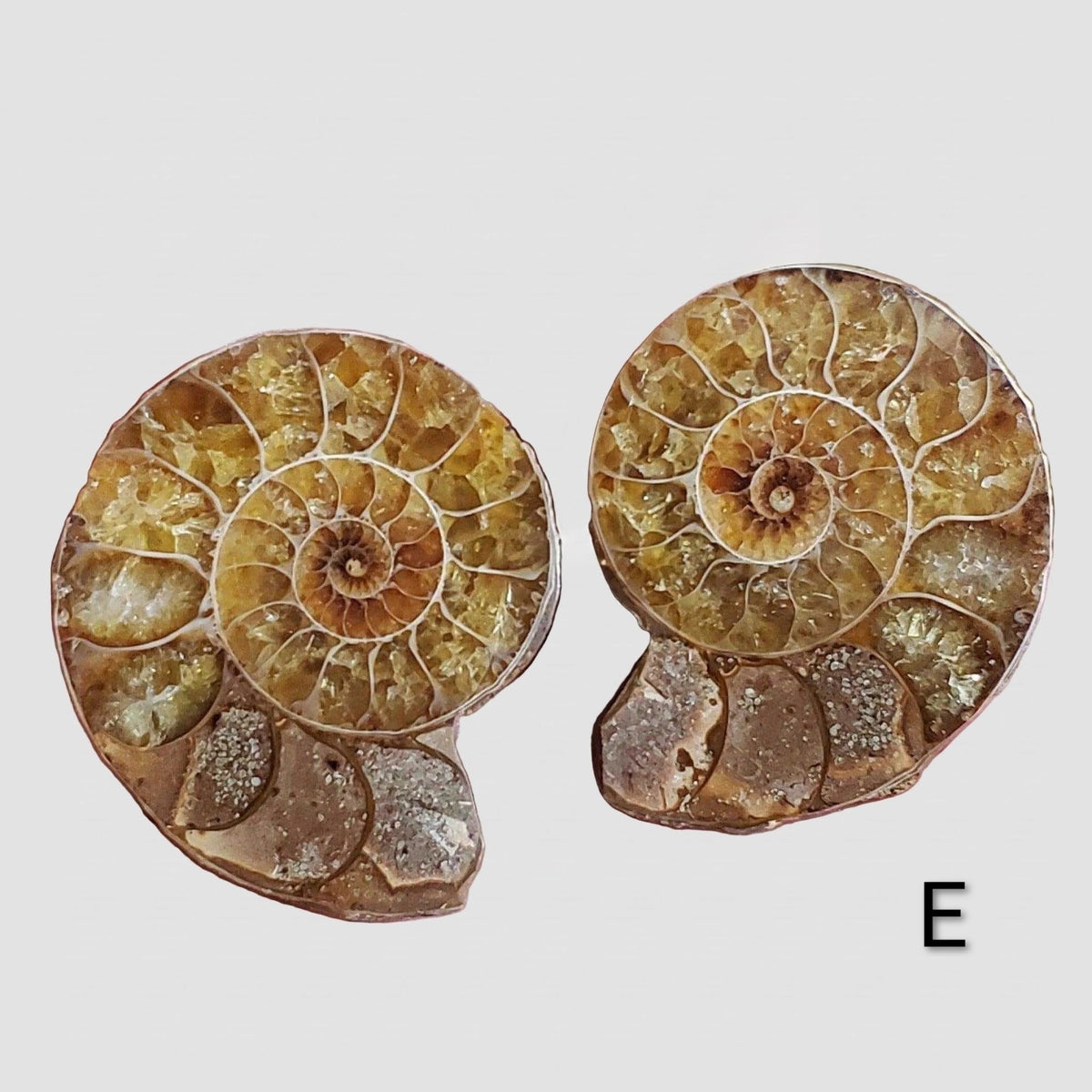 Ammonite Fossil | 32-34 mm | Superb Polished | Premium Matching Halves 4