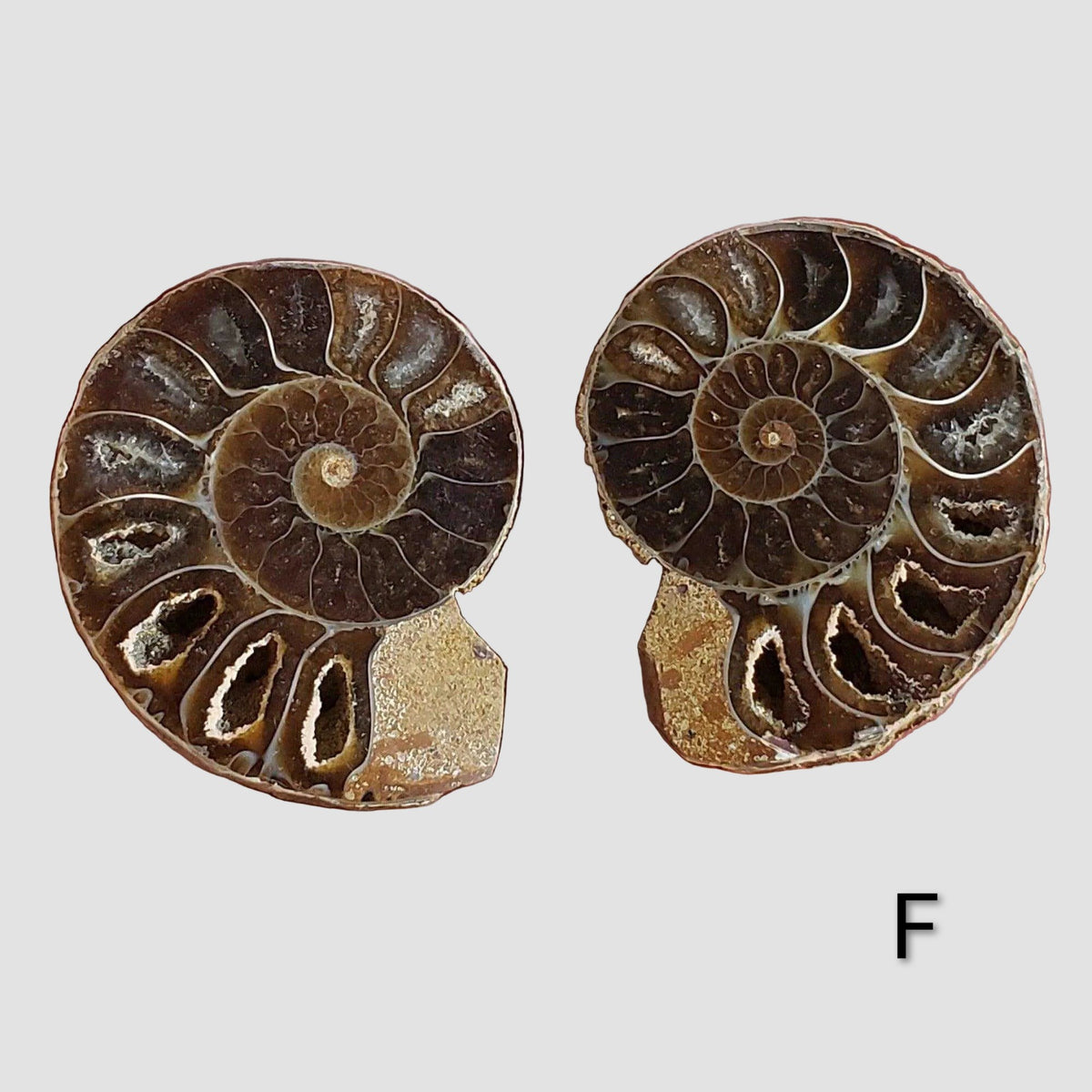 Ammonite Fossil | 32-34 mm | Superb Polished | Premium Matching Halves 5