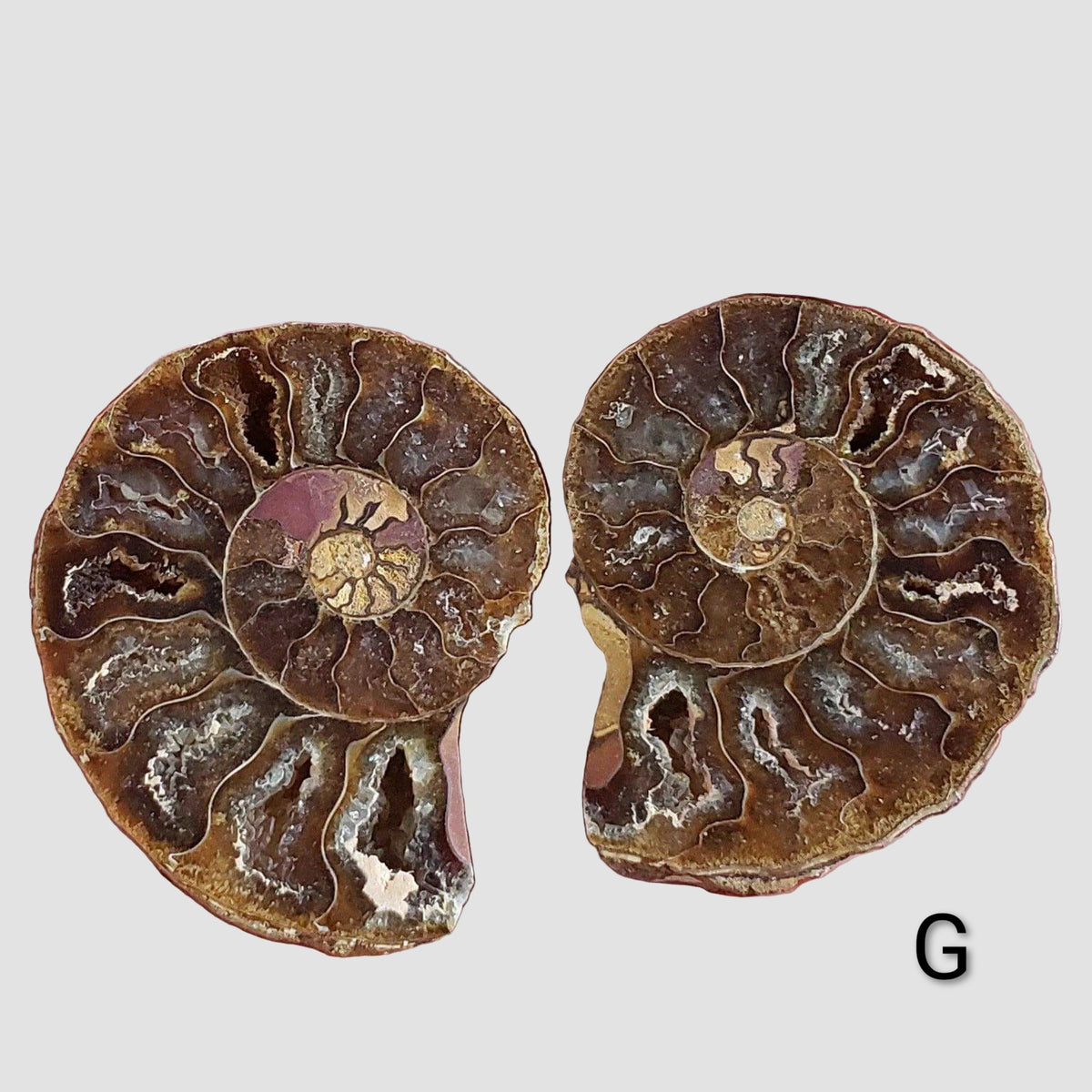 Ammonite Fossil | 32-34 mm | Superb Polished | Premium Matching Halves 6