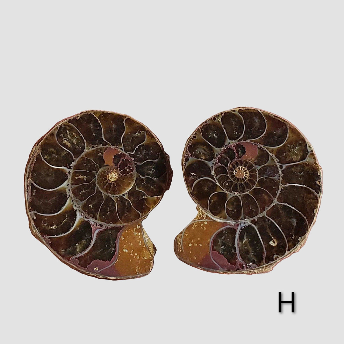 Ammonite Fossil | 32-34 mm | Superb Polished | Premium Matching Halves 7