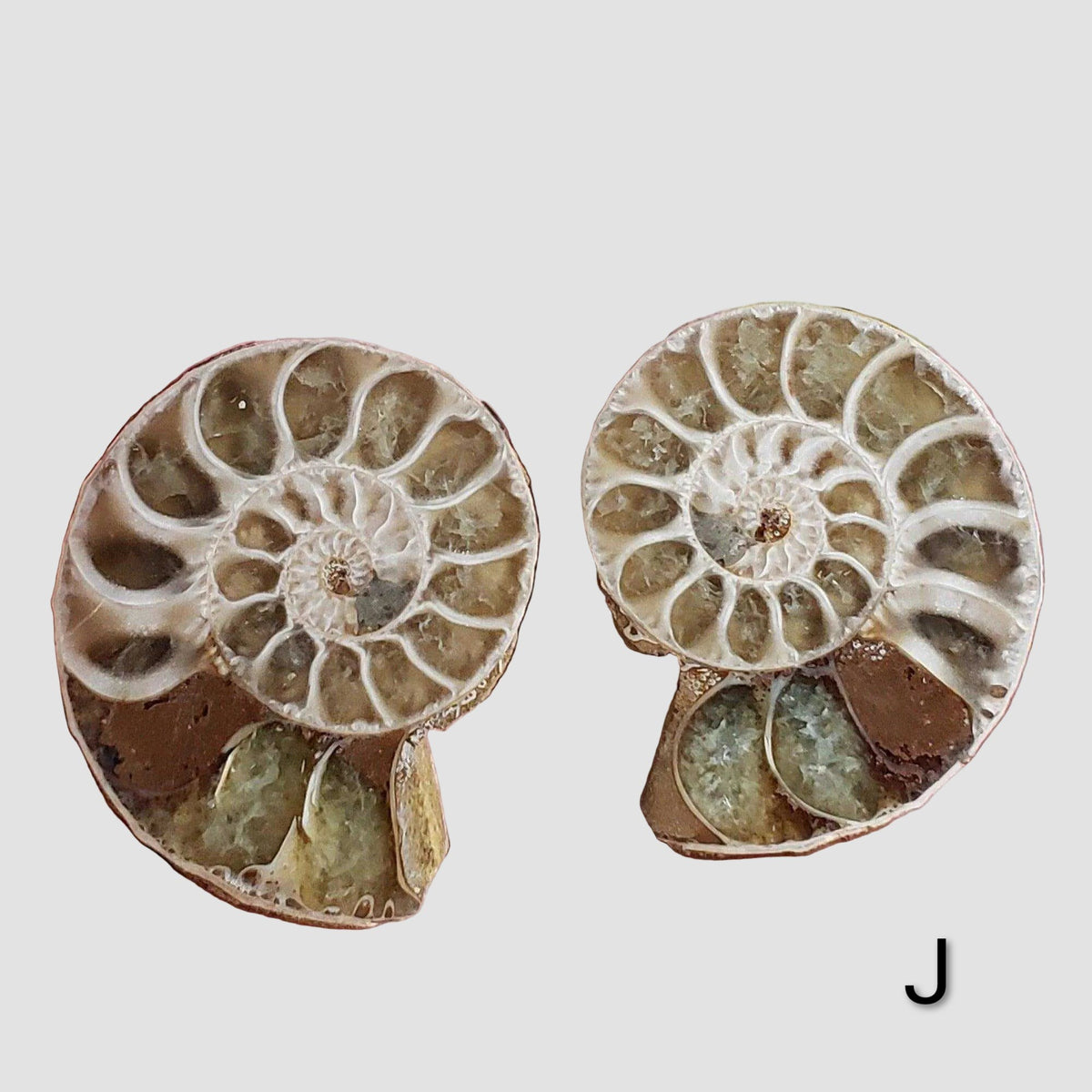 Ammonite Fossil | 32-34 mm | Superb Polished | Premium Matching Halves 8