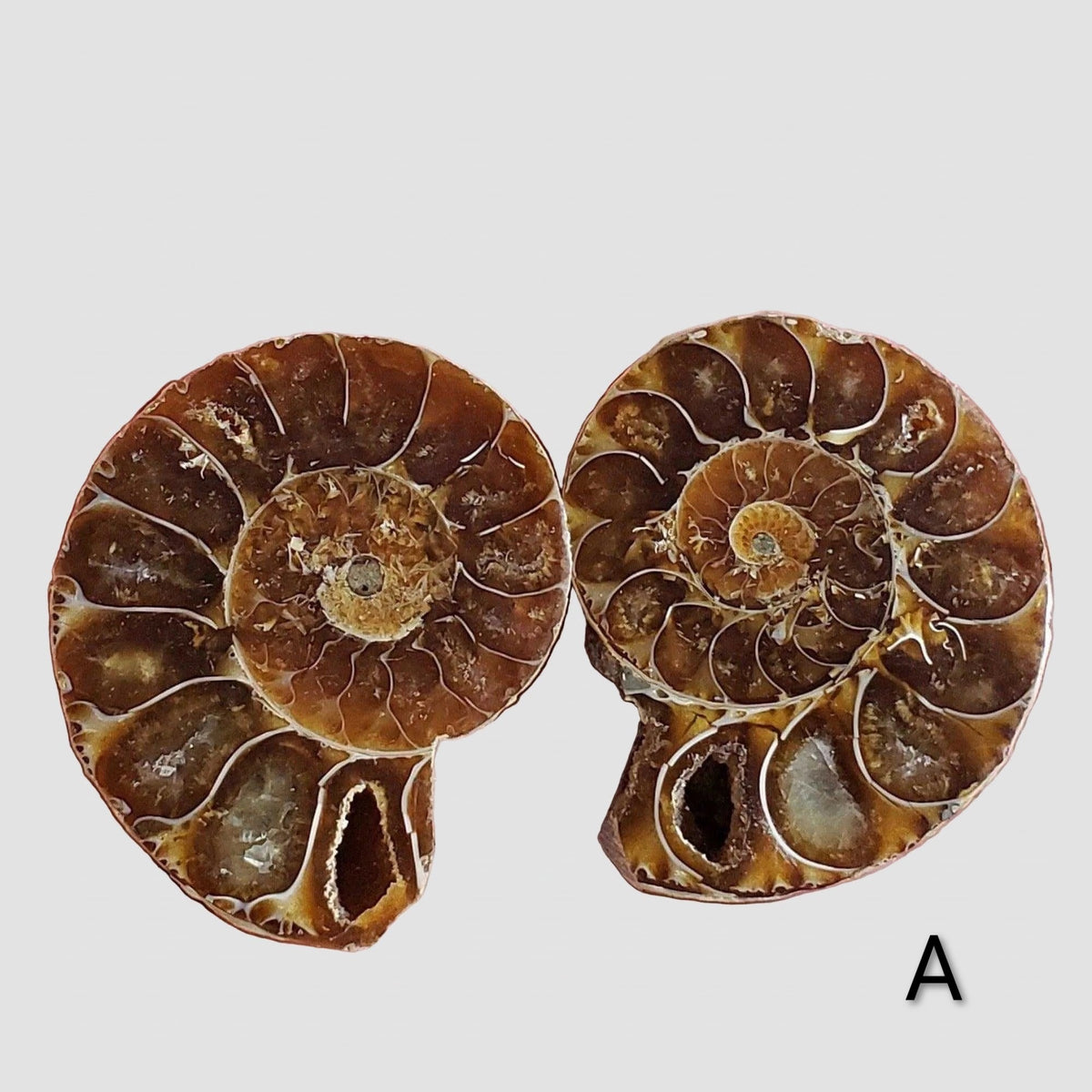 Ammonite Fossil (35 mm) Superb Polished Matching Halves