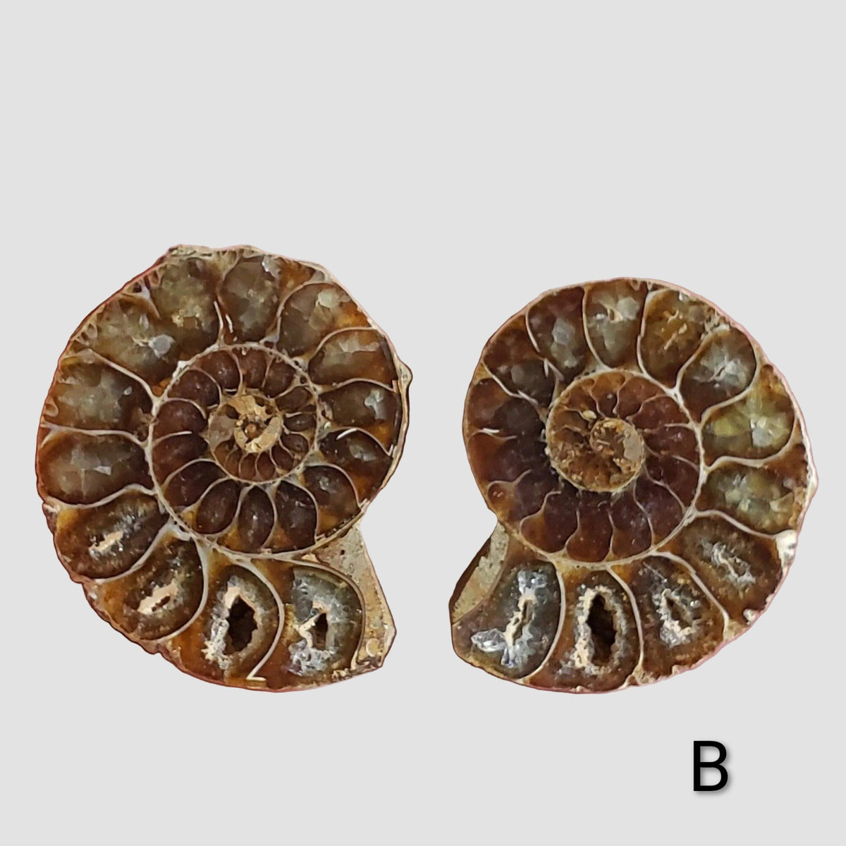 Ammonite Fossil (35 mm) Superb Polished Matching Halves