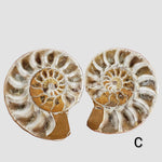 Ammonite Fossil (35 mm) Superb Polished Matching Halves 2
