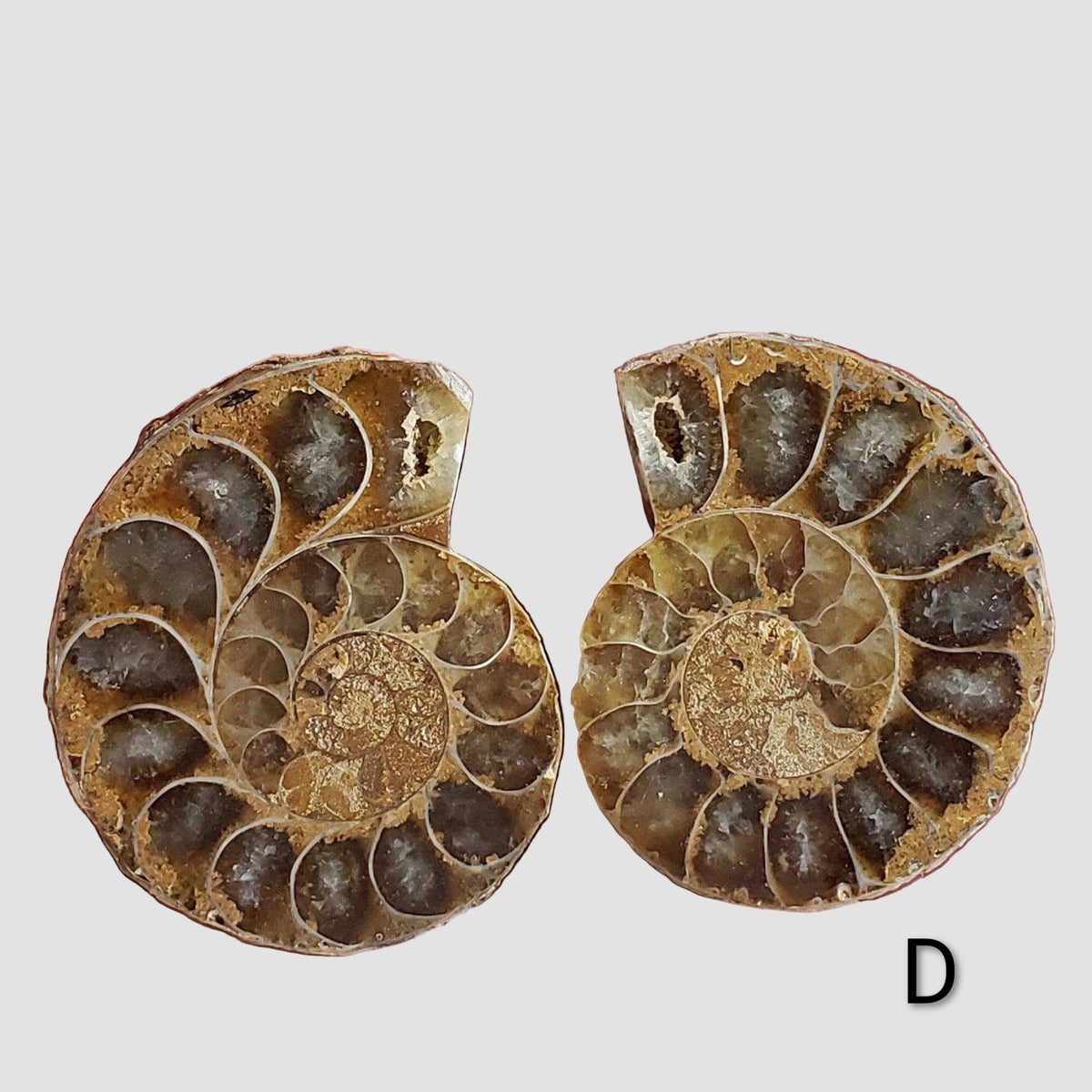 Ammonite Fossil (35 mm) Superb Polished Matching Halves 3