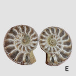 Ammonite Fossil (35 mm) Superb Polished Matching Halves 4