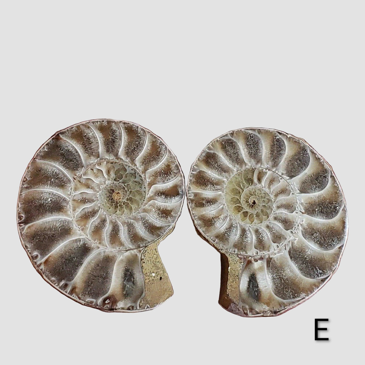 Ammonite Fossil (35 mm) Superb Polished Matching Halves 4