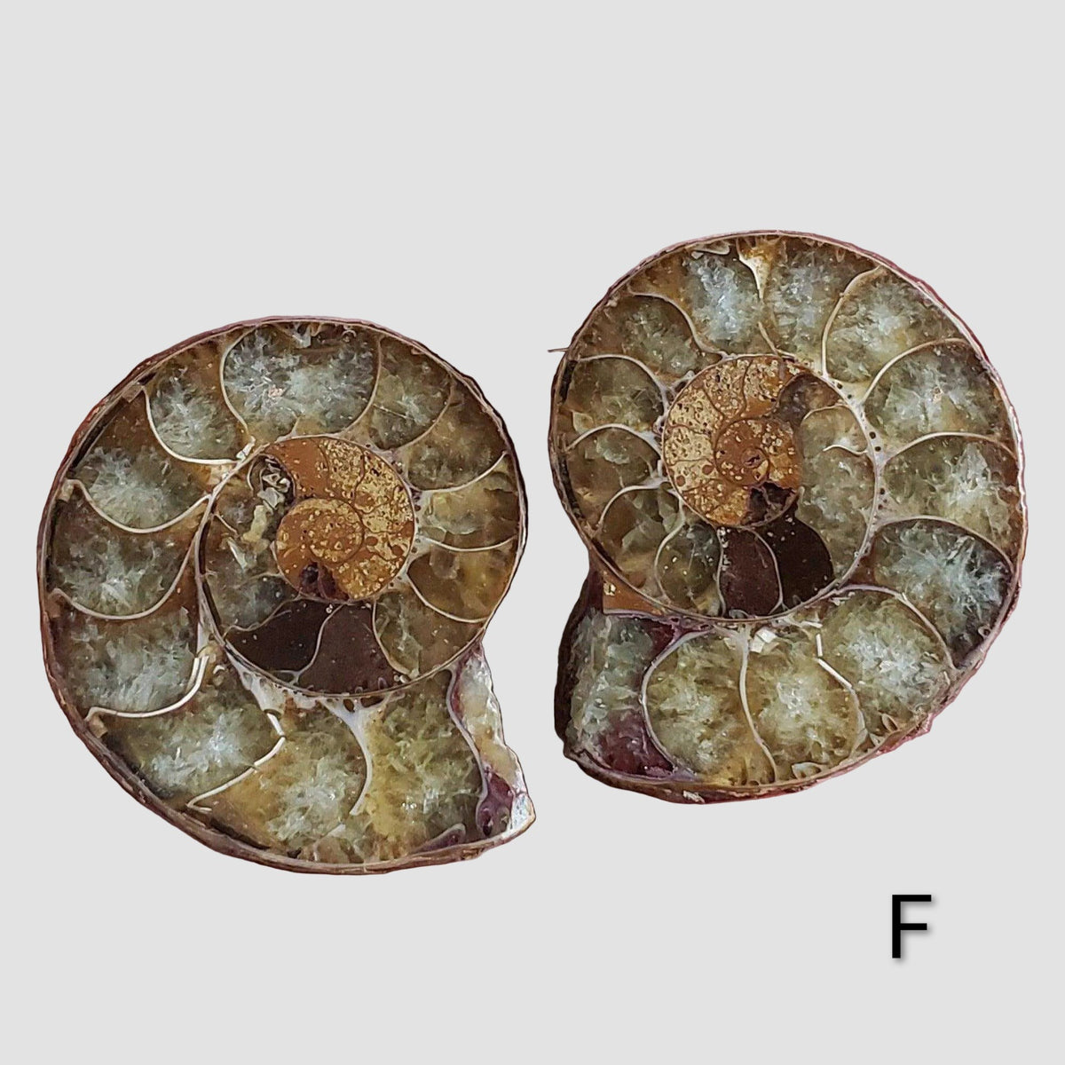 Ammonite Fossil (35 mm) Superb Polished Matching Halves 5