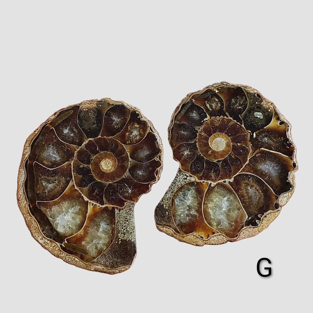Ammonite Fossil (35 mm) Superb Polished Matching Halves 6