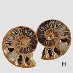 Ammonite Fossil (35 mm) Superb Polished Matching Halves 7