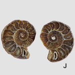 Ammonite Fossil (35 mm) Superb Polished Matching Halves 8